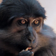 Illustration for article titled Infection-resistant monkeys could be crucial in the fight against HIV